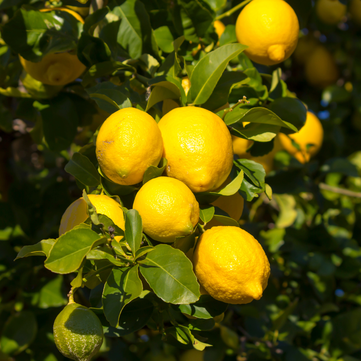 How Tall Does A Meyer Lemon Tree Grow? Yarden