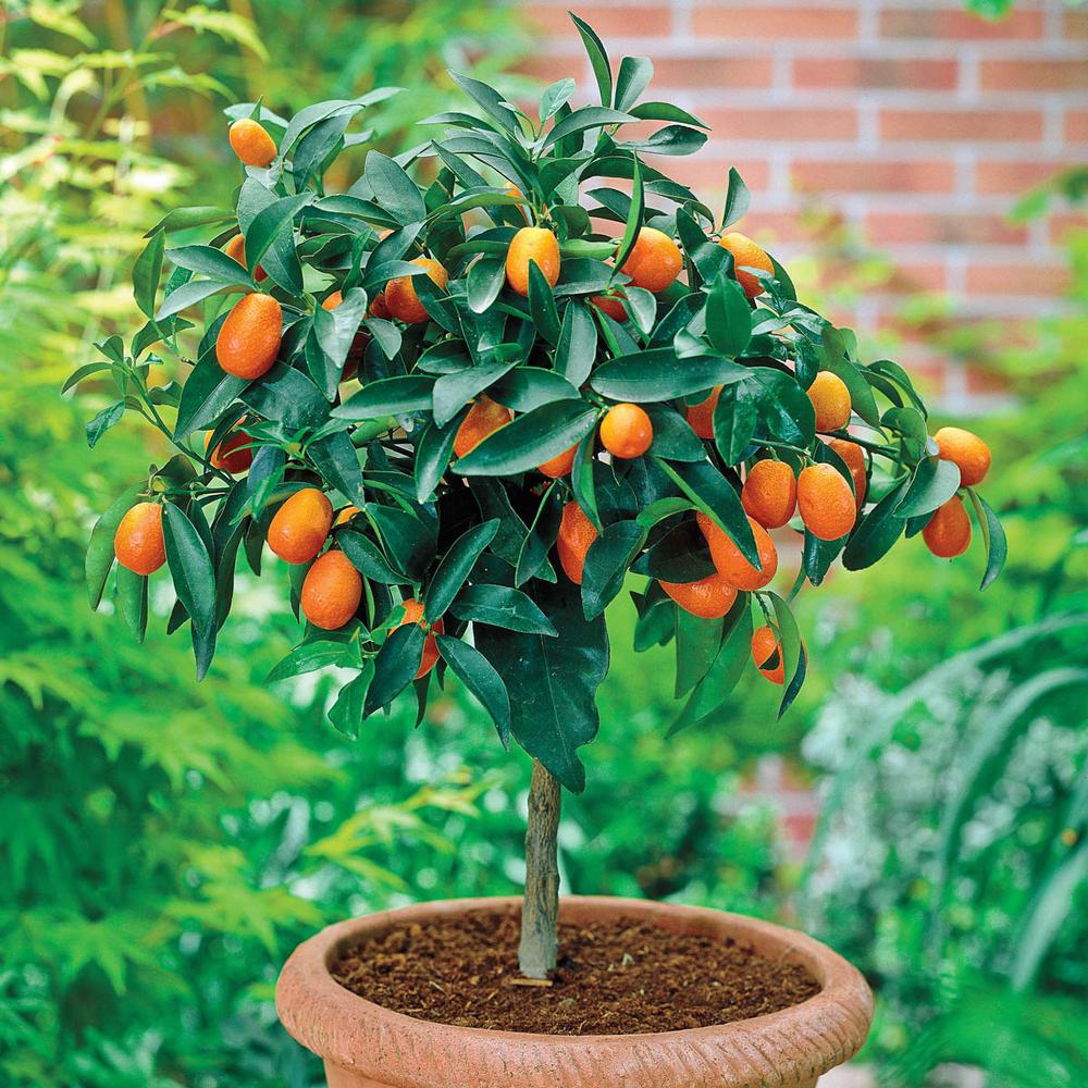 Calamondin Orange Tree Calamondin Tree For Sale