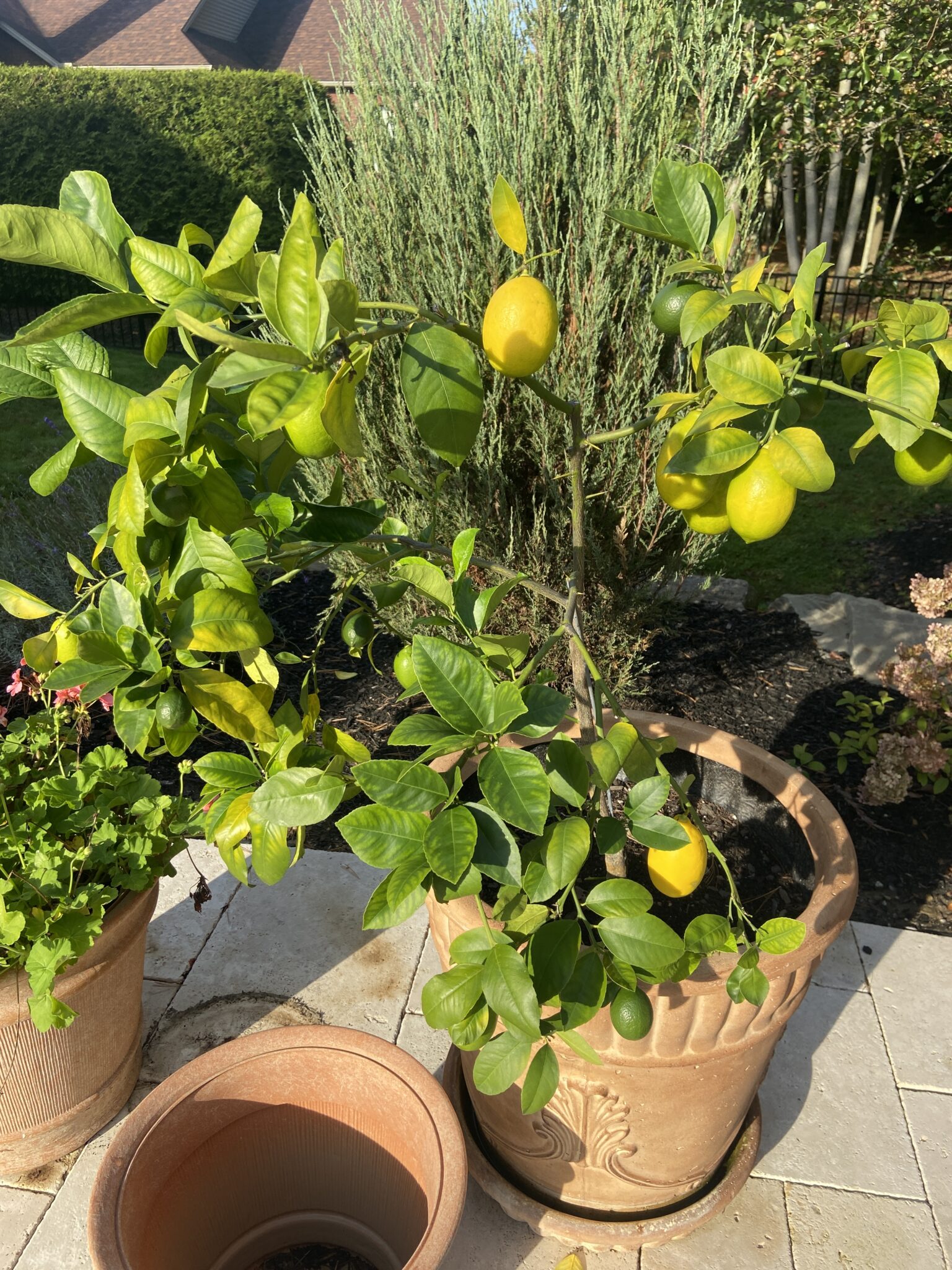 Dwarf Improved Meyer Lemon Tree