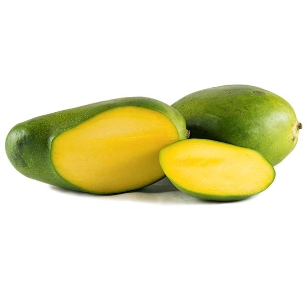 Keitt Mango Tree