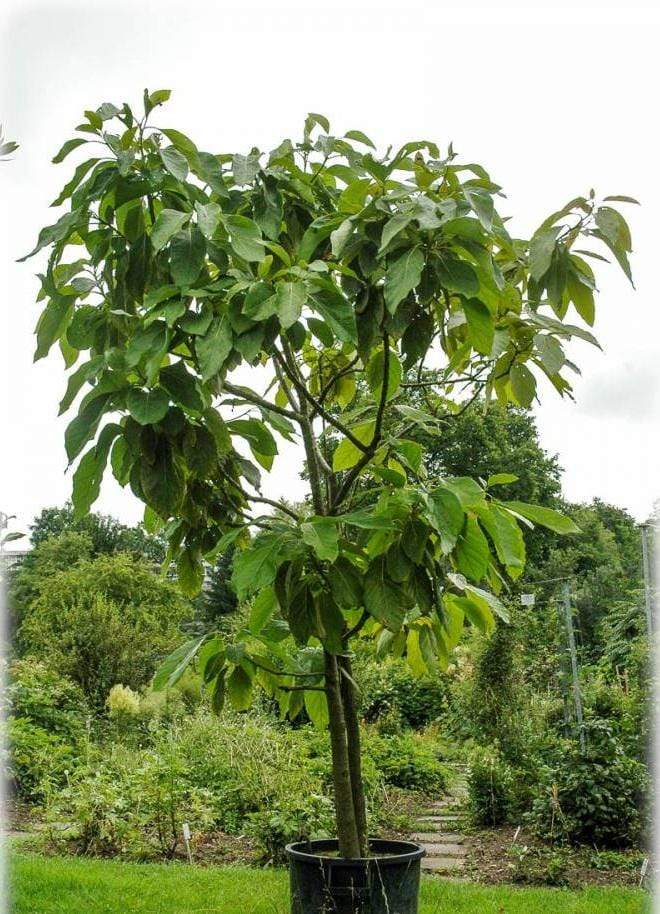 Monroe Avocado Tree Yarden