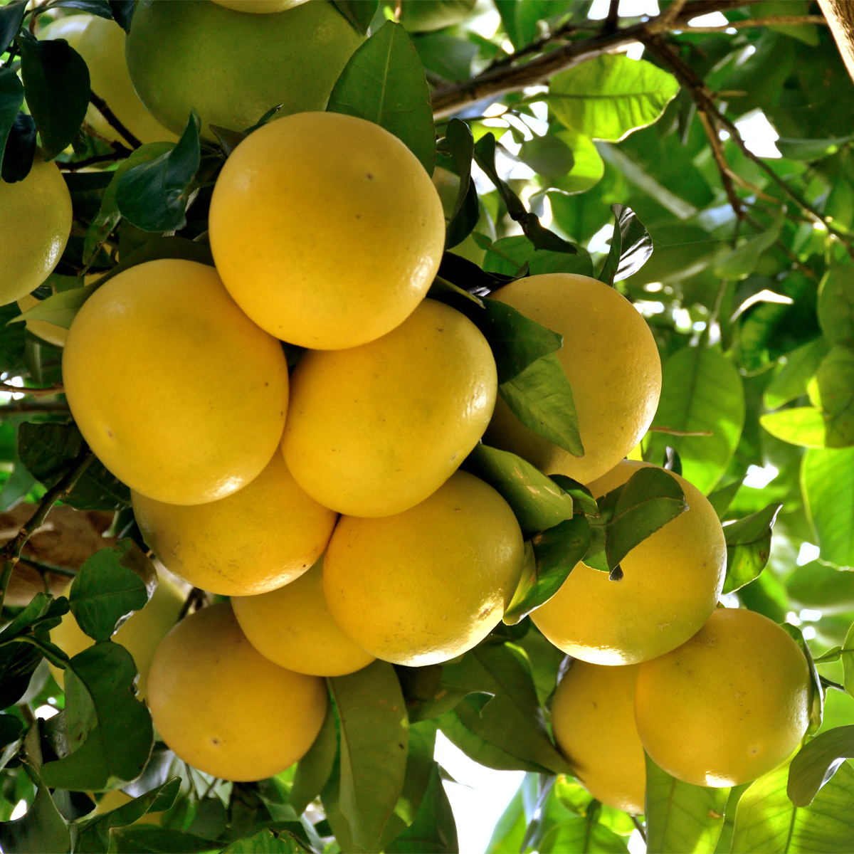 Rio Red Grapefruit Tree Yarden