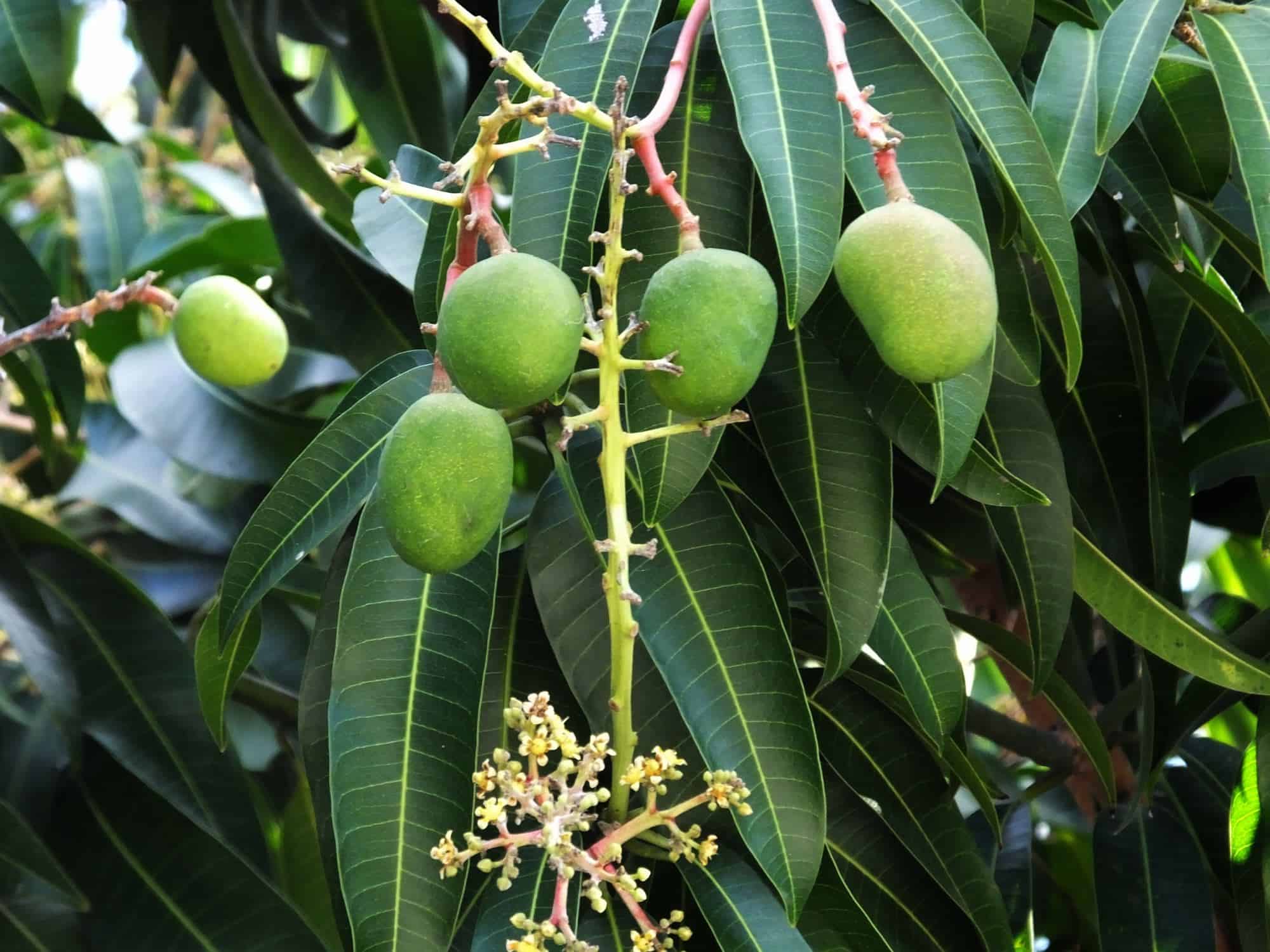 Carrie Mango Tree