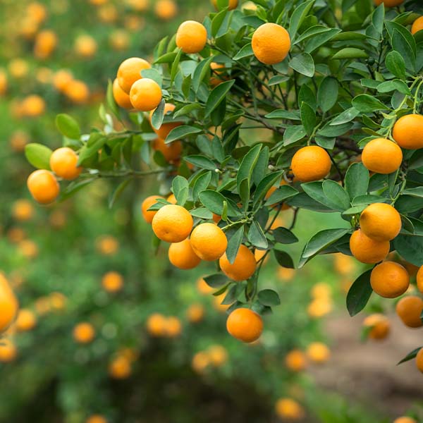 Dwarf Orange Tree Glen Navel Orange Tree For Sale Yarden