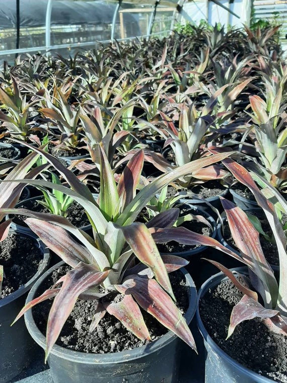 Pineapple Trees For Sale Lava Flow Pineapple Plant