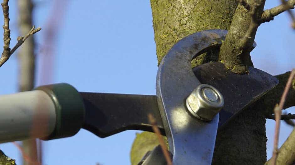 Stop Your Tree Branches From Growing Back With This Tips AAA Tree