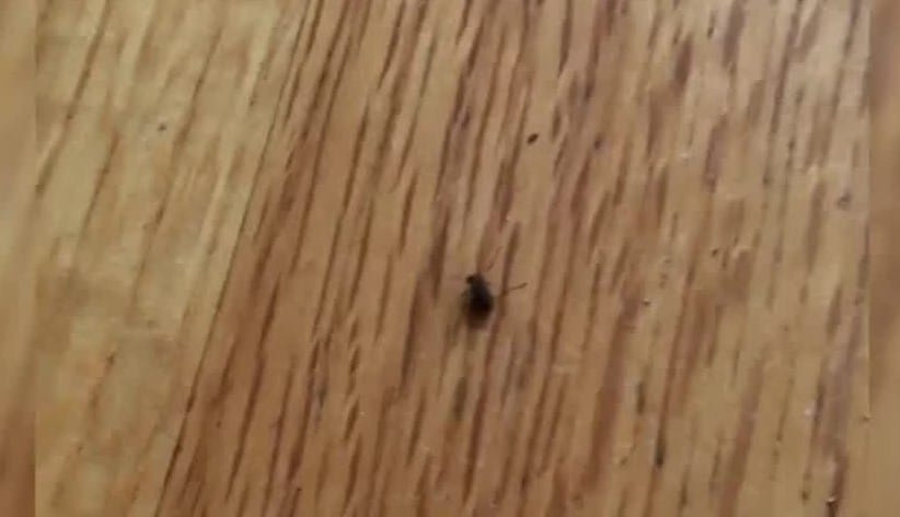 How to Get Rid of Wood Mites Yard Work HQ