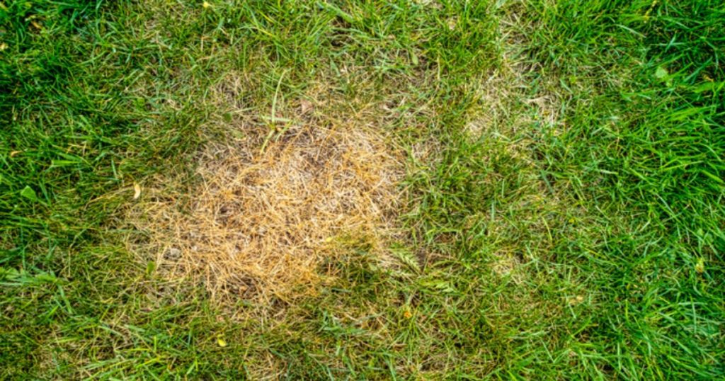 How to Get Burnt Grass Green Again Yard Work HQ