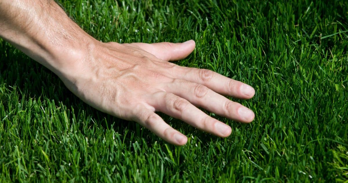 How to Rake a Yard With Bermuda Grass Yard Work HQ