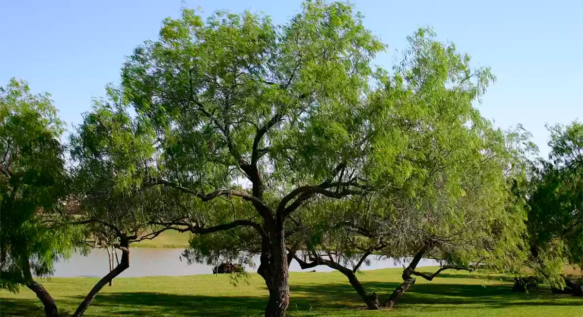 Mesquite Tree Young County Museum of History & Culture