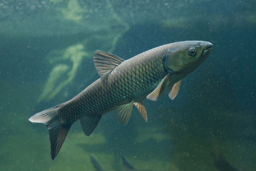 Carp Fishing Problems What To Do When the Fish Won’t Bite Year Tearm