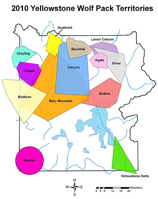 Yellowstone National Park Wolf Information Yellowstone Up Close and
