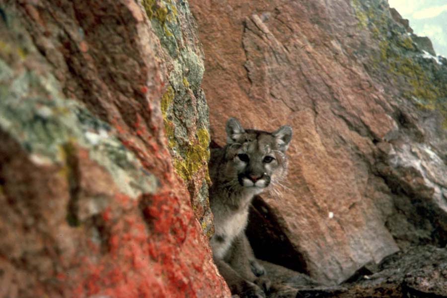 Truman Everts’ Yellowstone Park mountain lion encounter Yellowstone Gate