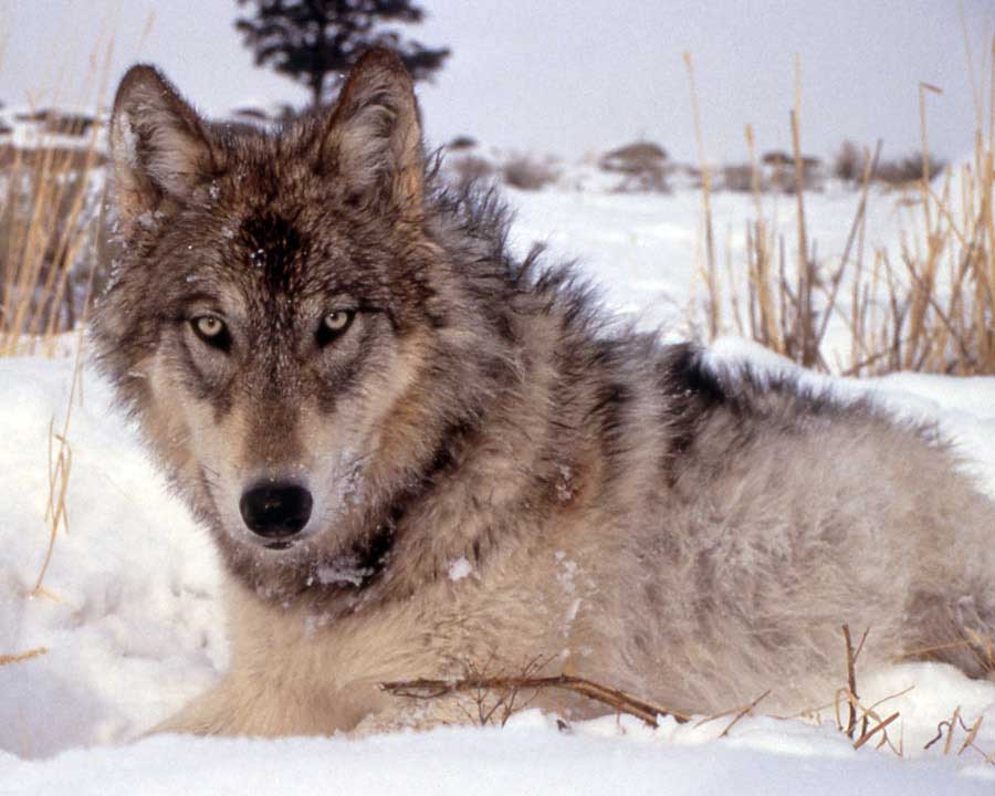 Wyoming game officials investigating illegal wolf kills