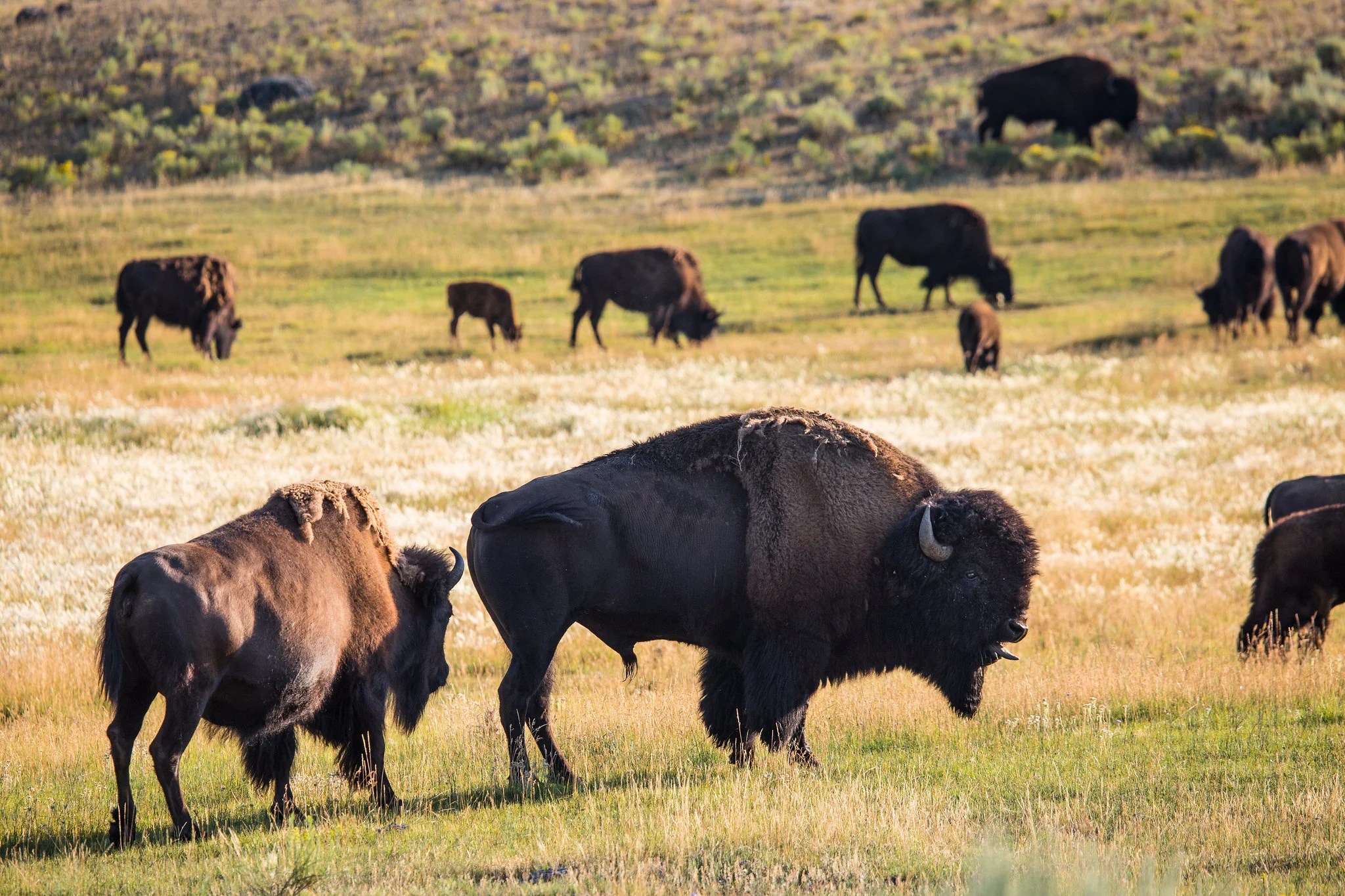 Guide to Watching Wildlife in Yellowstone By Month