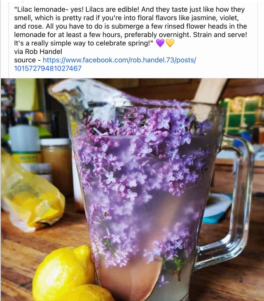 Lilac Lemonade recipe Yelm Food Coop