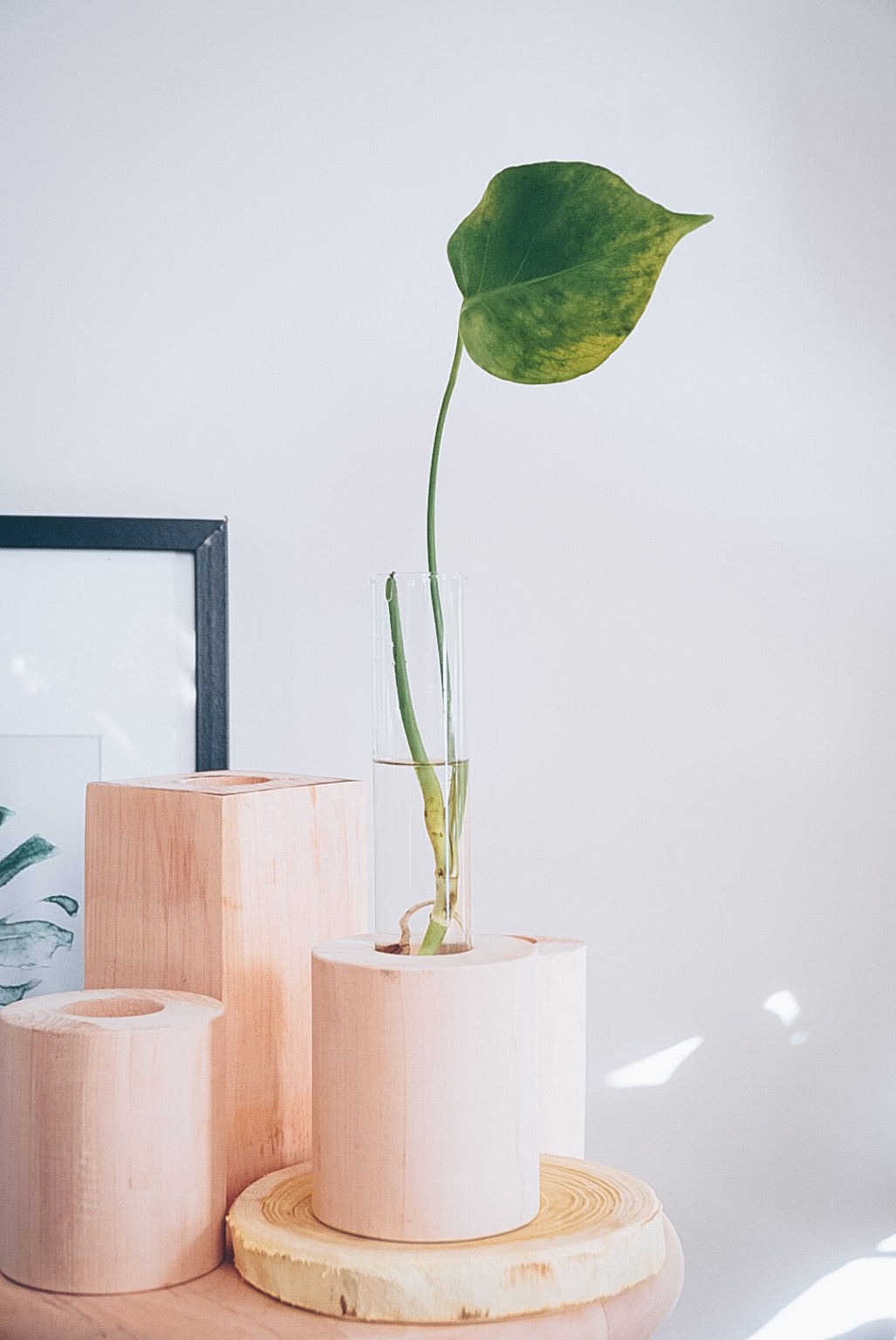 Minimal Bitki İstasyonu Yeşil Ev Botanik