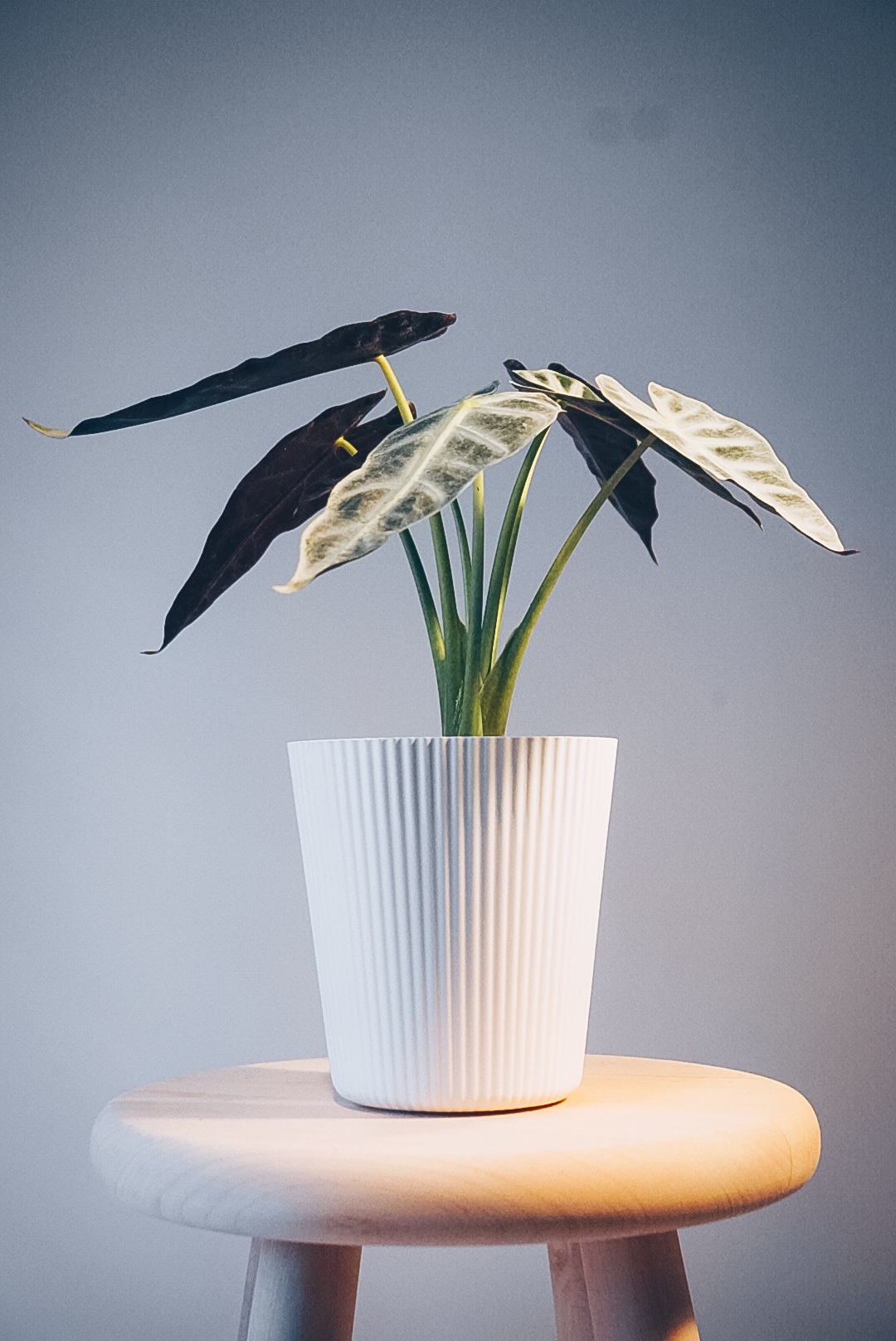 Alocasia Bambino Yeşil Ev Botanik