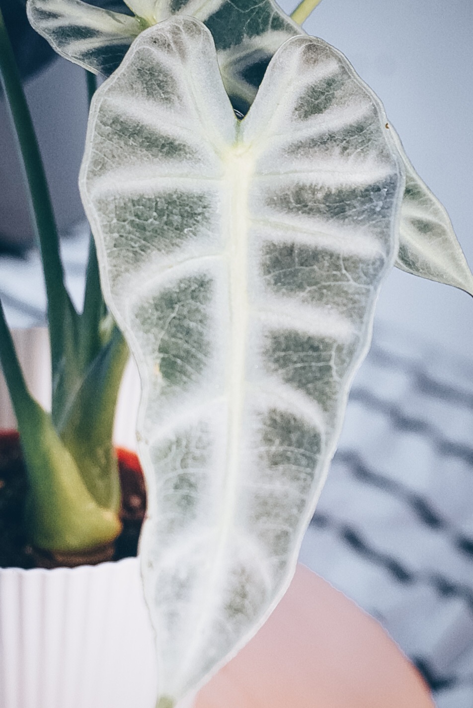 Alocasia Bambino Yeşil Ev Botanik