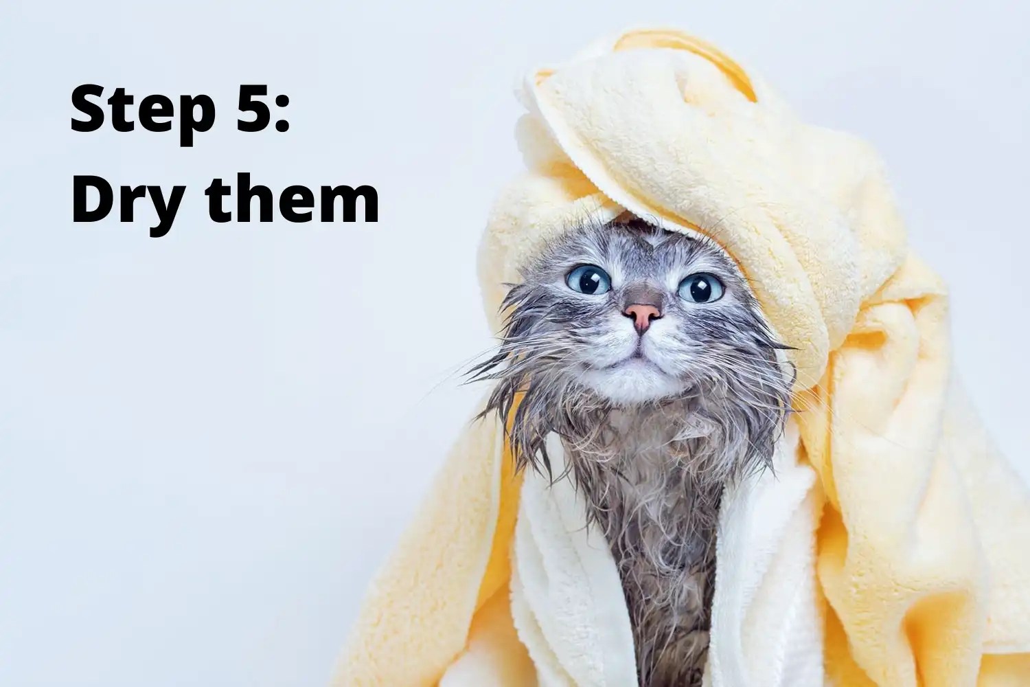 Cat Bath Everything You Need to Know · YESWARMG