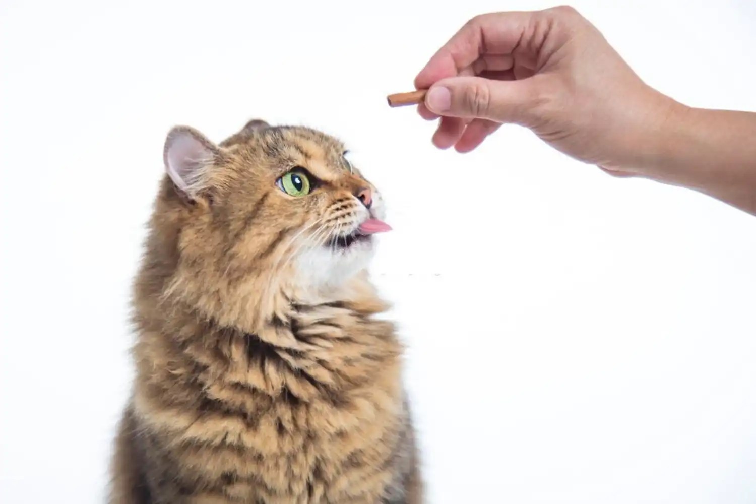 How to Brush Cats Teeth? 6 Easiest Steps · YESWARMG