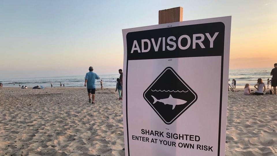Shark Attacks Encinitas Surfer YEW!