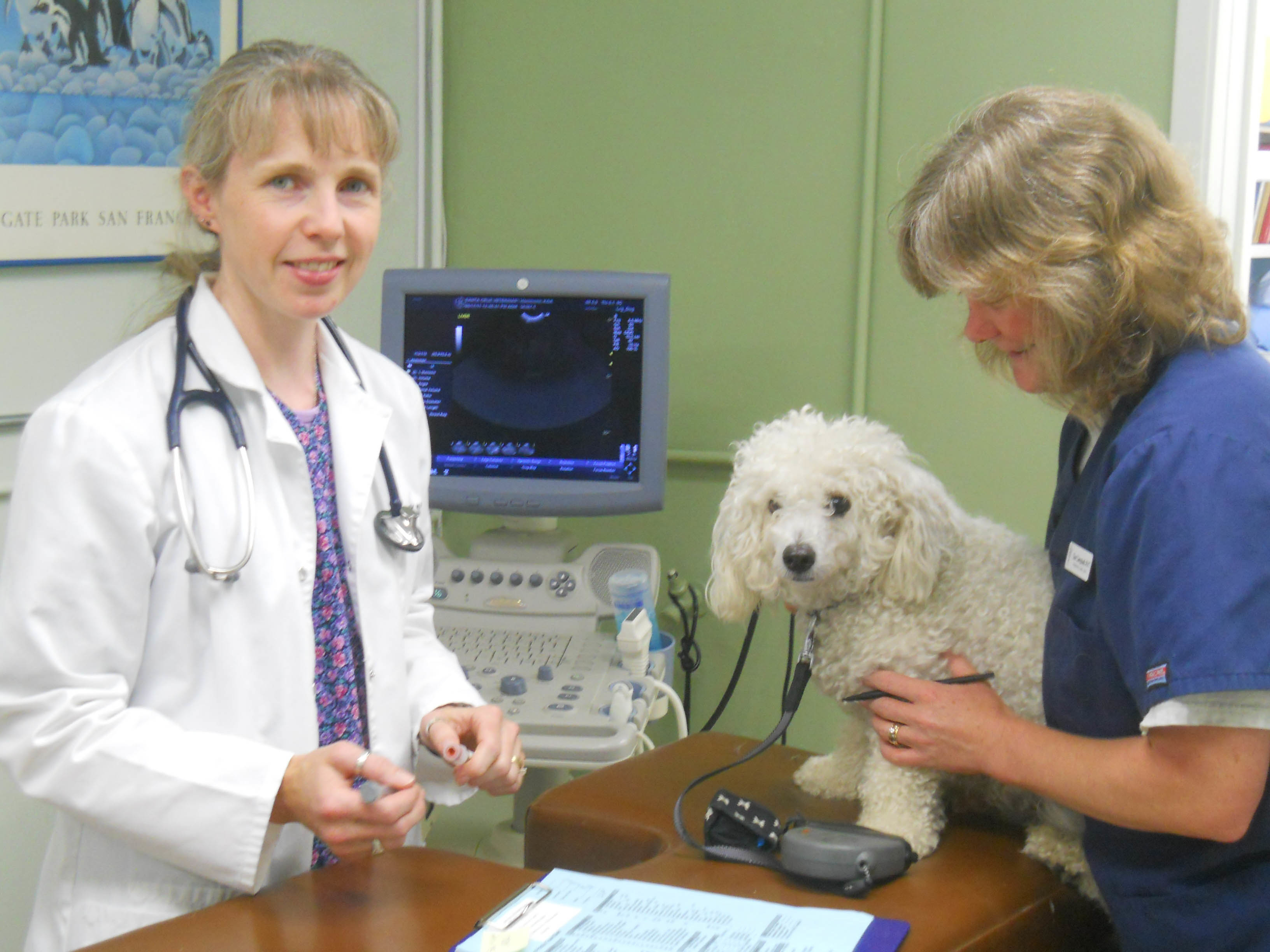 Santa Cruz Veterinary Hospital in Santa Cruz, CA (831) 4755...