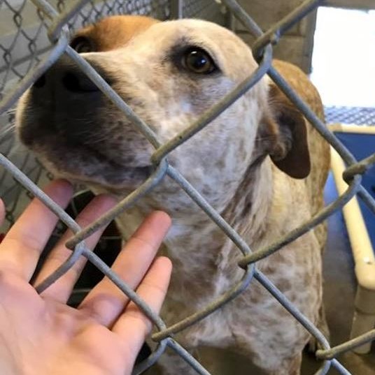  Pet Wellness Dog Walkers Uptown Dallas, TX Adoptions