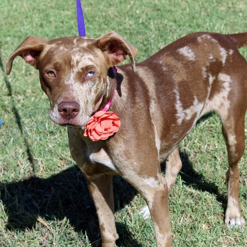  Pet Wellness Dog Walkers Uptown Dallas, TX Adoptions