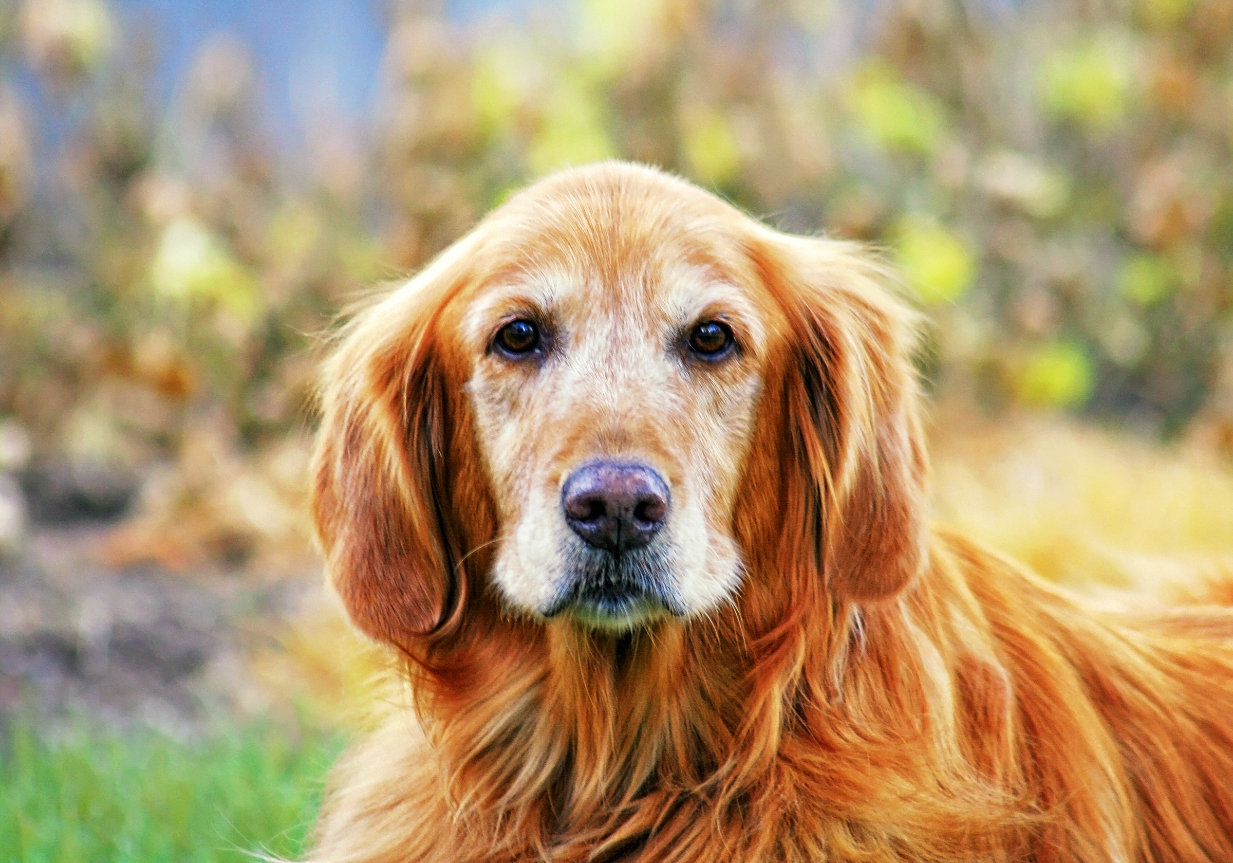 Guide To Caring for Senior Dogs Your Home Pet Care
