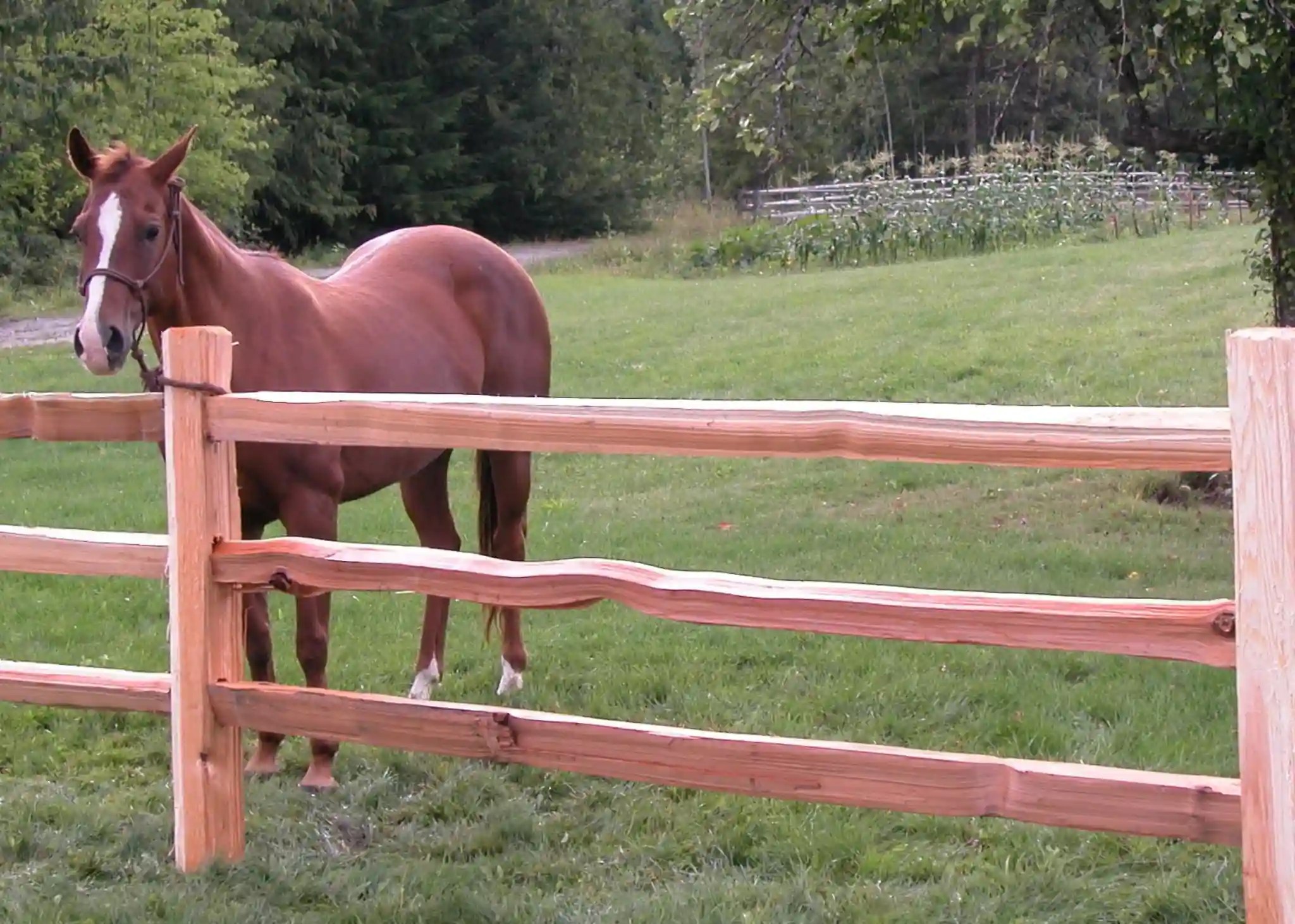 10 Creative Horse Arena Fencing Ideas in 2024 YKM