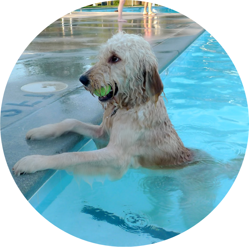 Pooch Plunge YMCA of Southeastern North Carolina