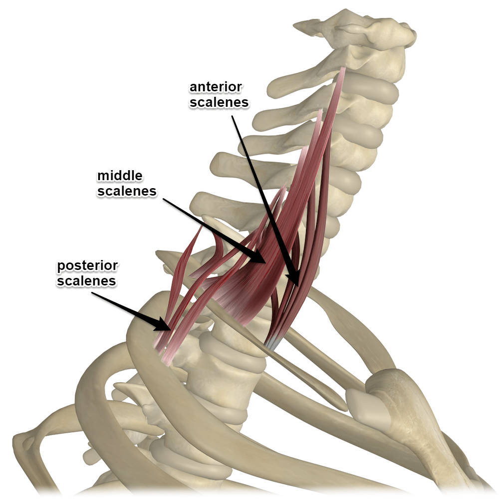 Scalene Muscles, Its Attachments and Actions Yoganatomy
