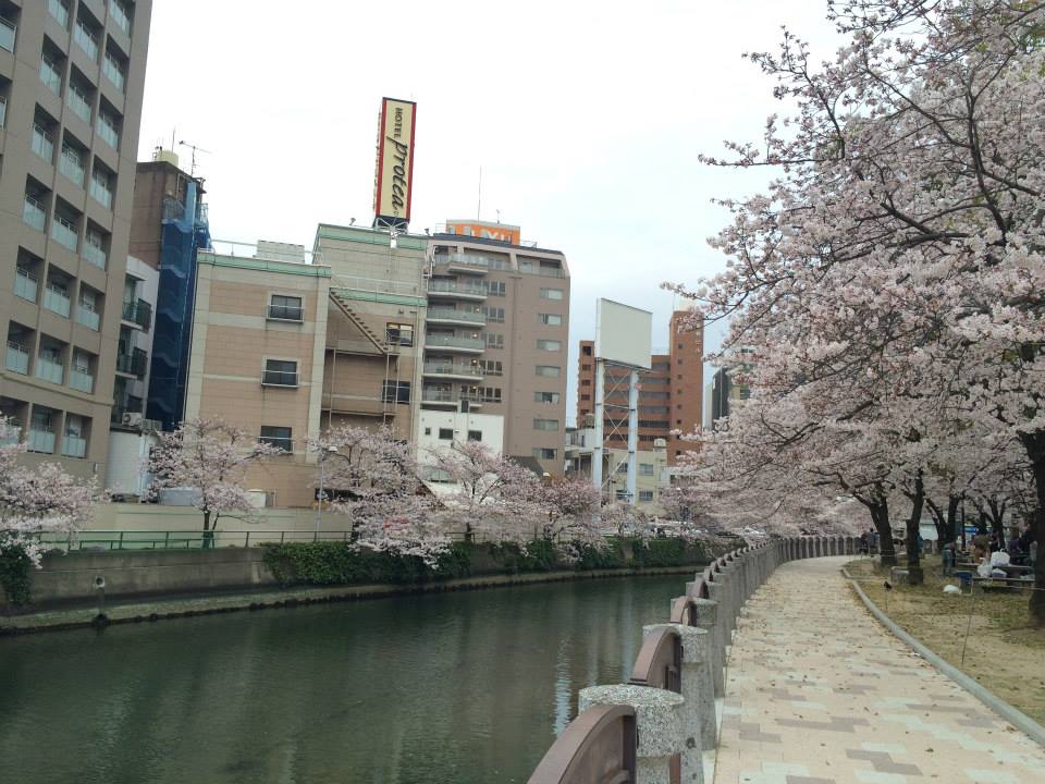 15福岡の桜ギャラリー 天神 舞鶴公園 よかウェブ研究室