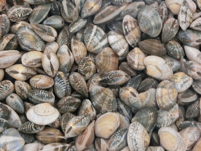 おさかな図鑑 春 株式会社 横手水産