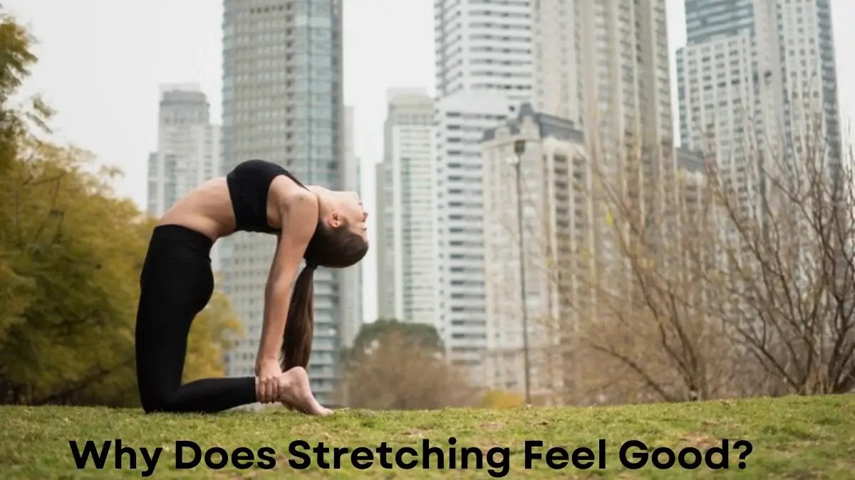 Why Does Stretching Feel Good?