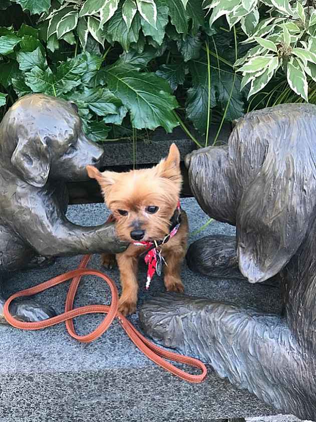 What is Yorkie Hypoglycemia Love your Yorkie