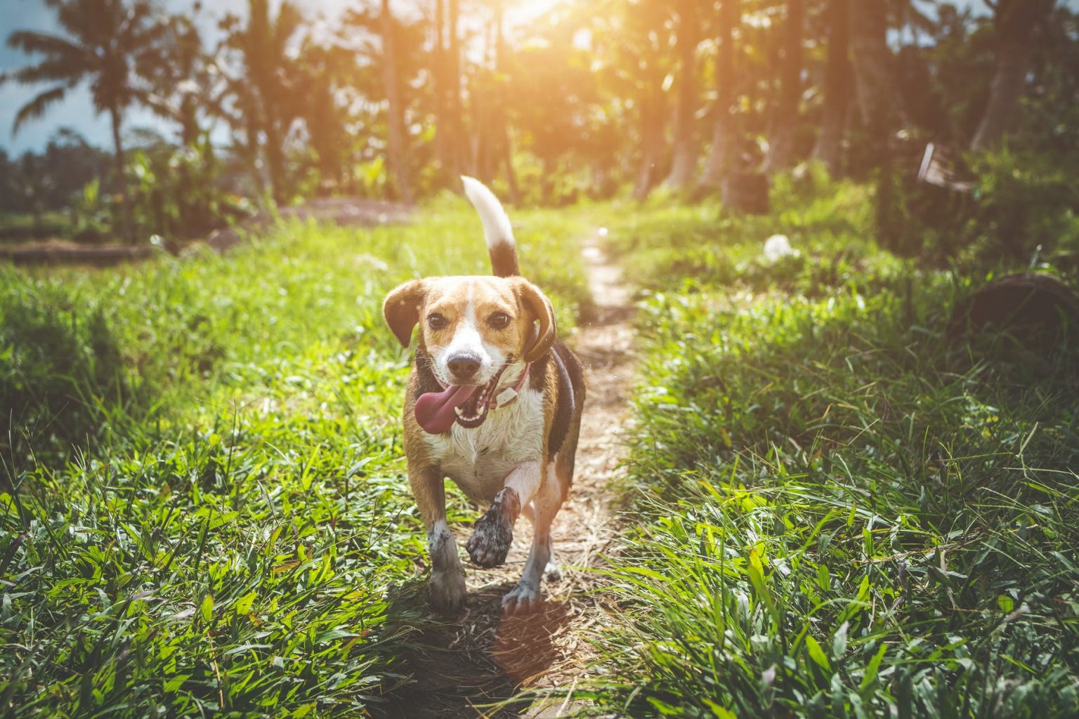 Does Your Dog Keep Eating Grass? Here's Why Yorkie Passion
