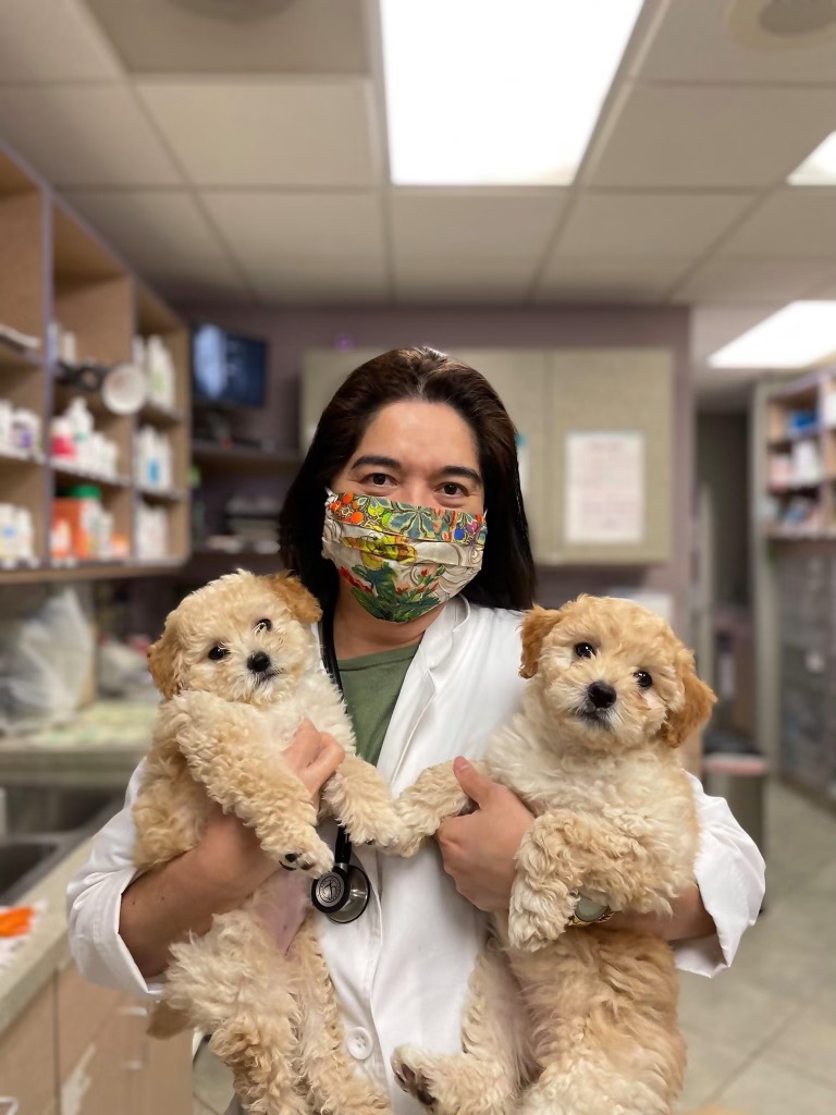 Veterinarian in Simi Valley, CA Yosemite Pet Hospital