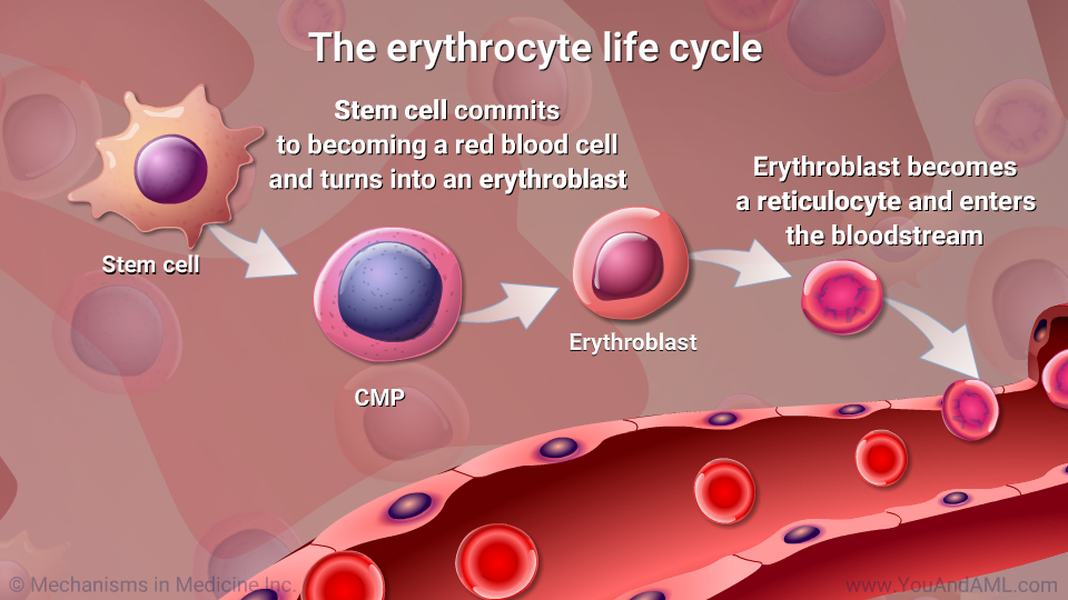 Slide Show - Understanding Erythropoiesis