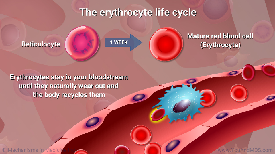 Slide Show - Understanding Erythropoiesis