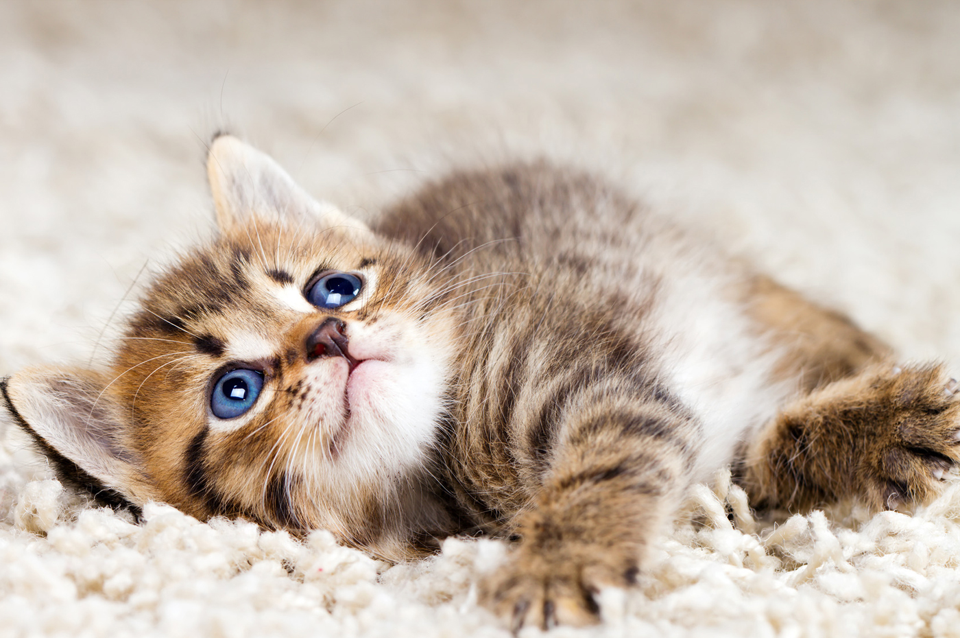 Column Kid, petfriendly carpet and flooring choices • Current Publishing