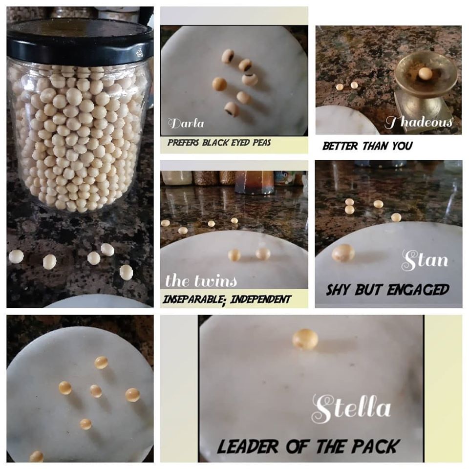 Meet the soy bean and witness its amazing transformations You Big Talker