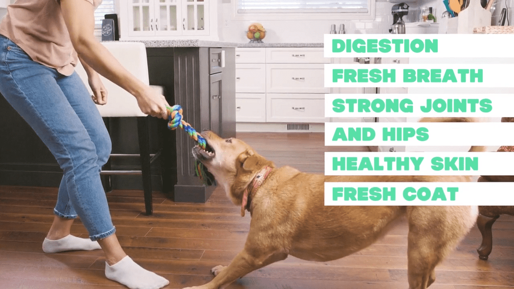 TopIt! The Natural Super Booster for Dogs Amazing Pets Training Tips