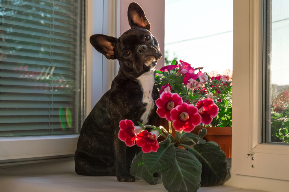 Why Do Dogs Eat Plants? Reasons Behind This Behavior? Amazing Pets Training Tips