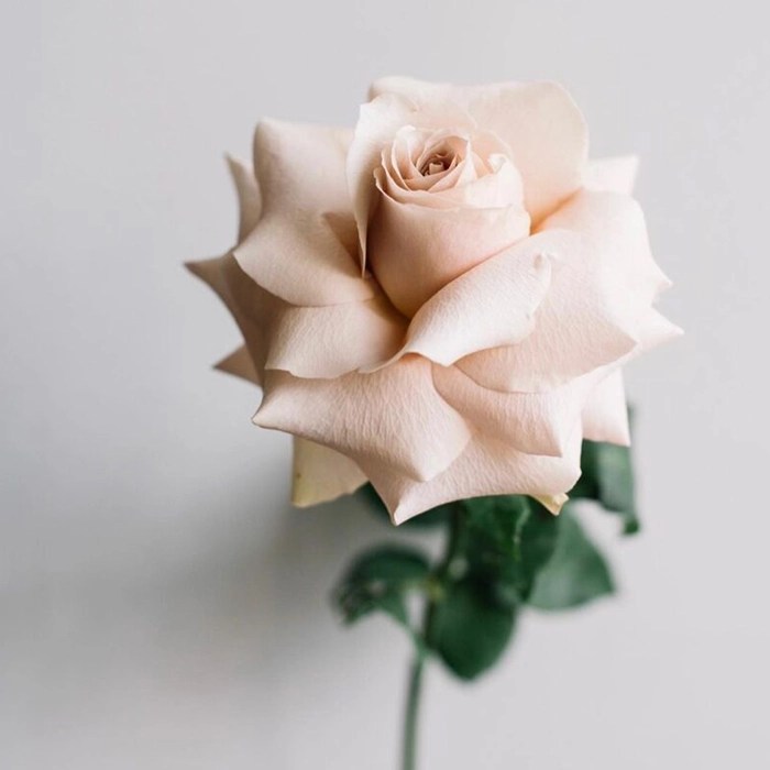 Quicksand Roses Standard 25 stem bu Flower Delivery You Floral