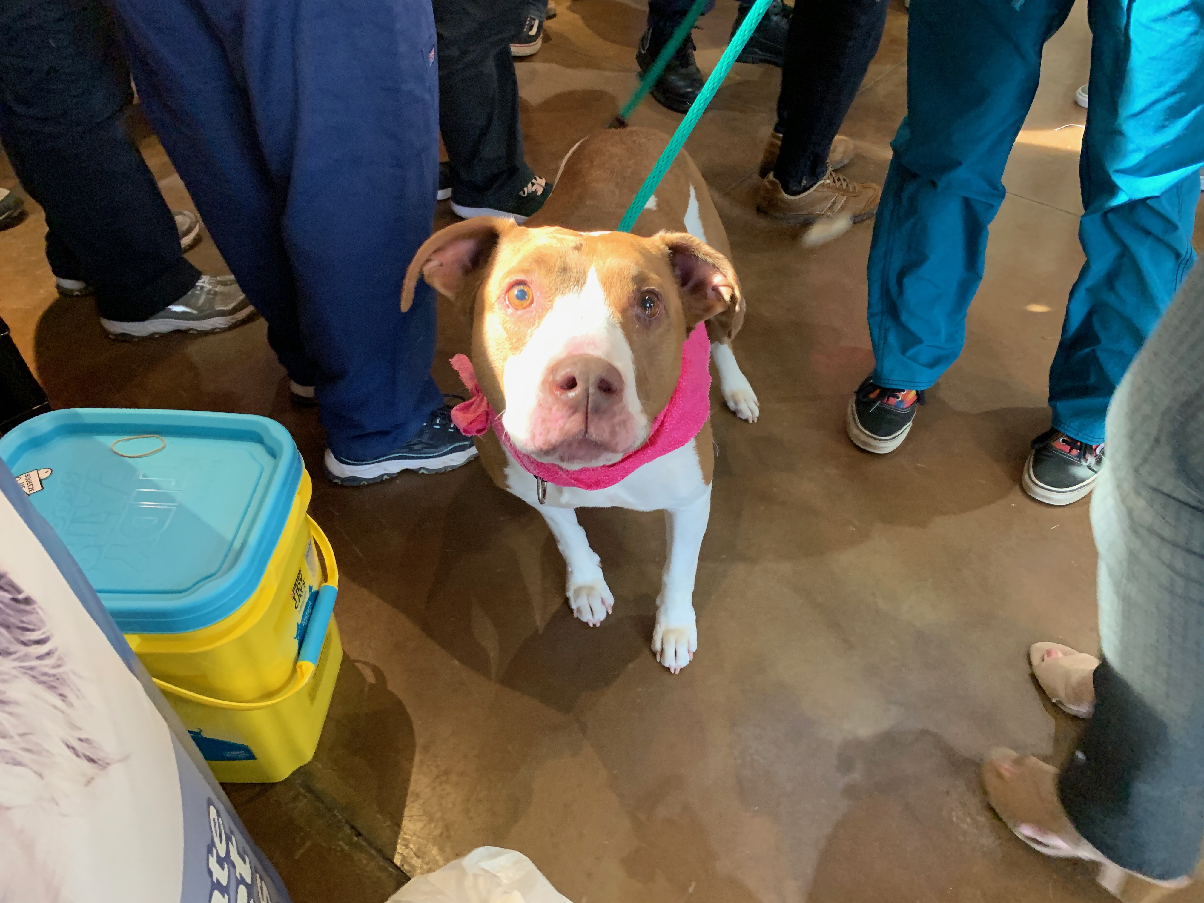 Today, YoungWilliams Animal Center celebrated a surprise Valentine’s