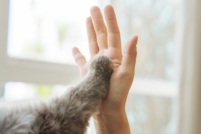 一人暮らしの大学生はペットを飼える？オススメの動物と注意点を解説！｜インターン/就活に役立つ情報メディア｜ユアターンPlus