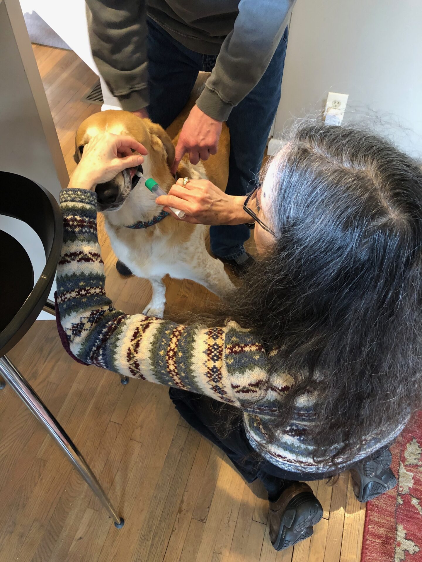 DNA Tests for Dogs What Can You Learn? Your DNA Guide Diahan Southard