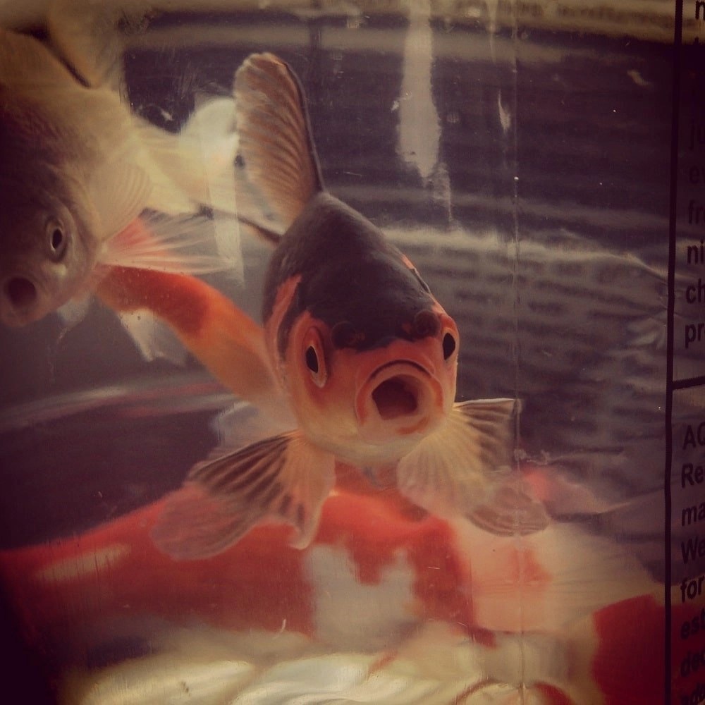 How To Transport Fish How To Travel With Your Fish SAFELY